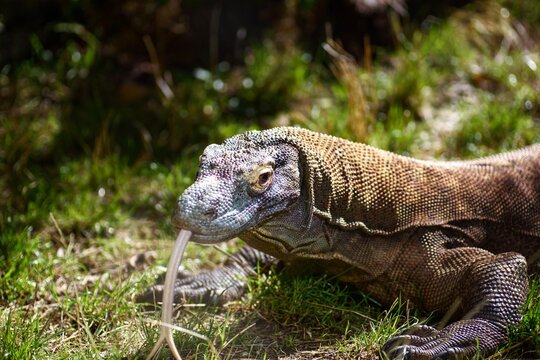 Komodo dragon extending long pale forked tongue to ground in sunny grass