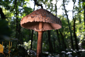 Low angle shot of parasol mushroom Macrolepiota procera growing in forest woodland © Marcel