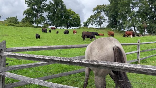Horse grazing in pasture with cattle herd in background on farm