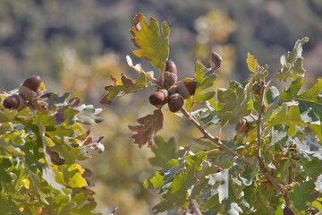 acorns on an oak tree, forest food, oak, nature © Ana Maria