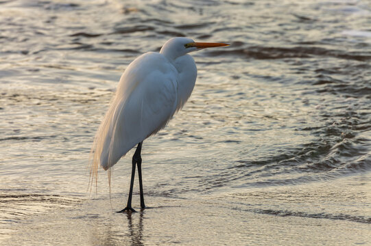 snow egret beach