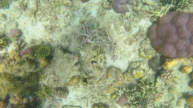 fast spinning view from a free diver holding camera accenting up from the bottom of shallow ocean water sea bed with various colorful corals and cluster of clown fish at Siete Pecados Marine Park Coro