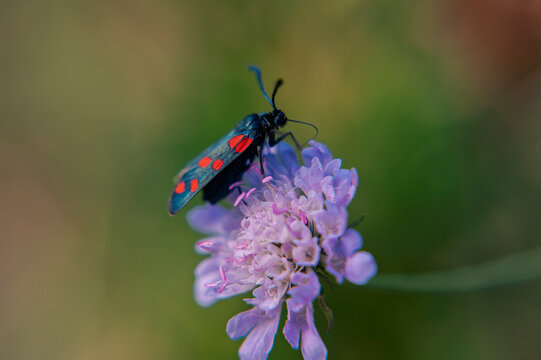 Six-spot burnet moth (Zygaena filipendulae) feeding on purple flower, close-up macro photography of insect in nature