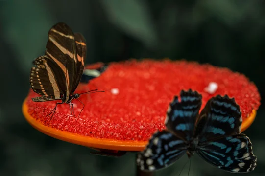 ちょうちょ種類」の写真素材 | 97,472件の無料イラスト画像 | Adobe Stock
