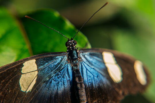 Macro photograph of blue morpho butterfly resting on green leaf showing detailed wings and body structure