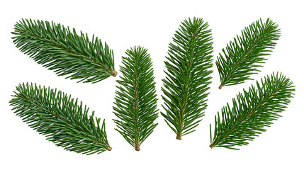 Fresh green fir tree branches with needle leaves arranged in a collection © Freja