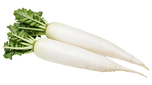 Two fresh raw white daikon radishes with green leafy tops