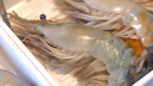 Close-up of fresh raw river prawns arranged neatly on a serving tray, showcasing their natural texture, translucent shells, and premium seafood presentation.