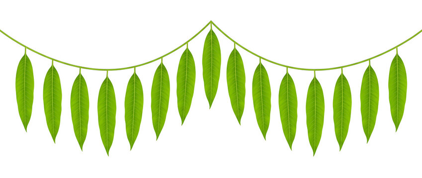panoramic vector illustration of bright vibrant green mango leaf toran with eleven leaves and central peak on white background