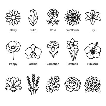 Flower outline set with daisy tulip rose sunflower orchid lavender and peony line drawings