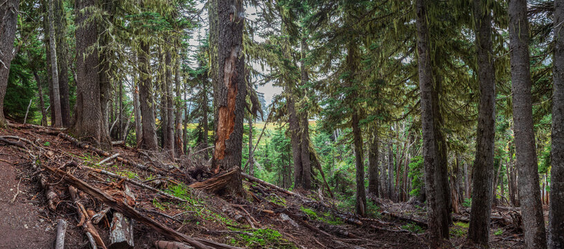 Beautiful wide panoramic view of a dense coniferous forest slope with fallen trees and moss