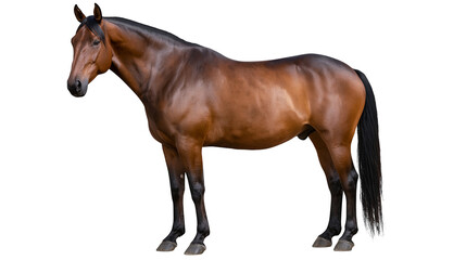 Bay horse with black mane and tail standing in profile © Fraser
