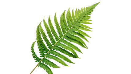 Fresh green fern leaf branch isolated on transparent background organic tropical forest foliage element © James