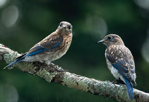 Closeup of two juvenile eastern bluebirds