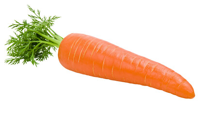 Fresh whole orange carrot with vibrant green leafy top foliage © Elodie