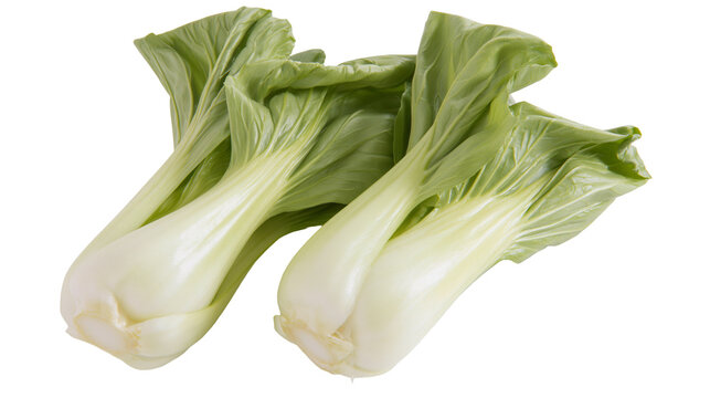 Fresh raw bok choy cabbage heads with green leaves and white stalks