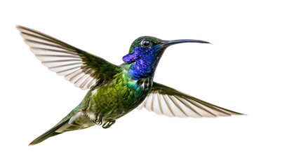 Iridescent green and blue hummingbird in flight with wings spread © Elodie