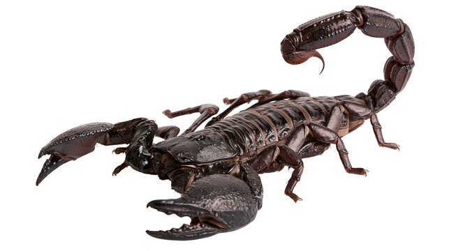 Large dark brown emperor scorpion with curved stinger and sharp pincers