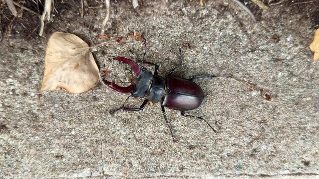 Male stag beetle with large mandibles crawling on concrete ground