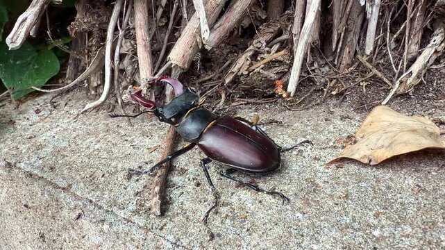 Male stag beetle with prominent mandibles crawling on ground