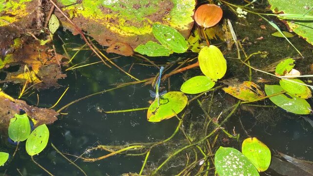 Close up view of blue damselfly on green leaf in tranquil pond water
