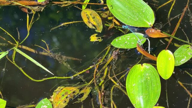 Two blue damselflies resting on green lily pads floating on pond water. Close-up