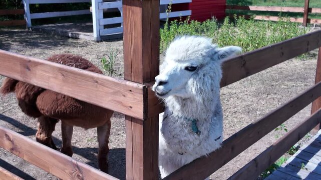 An alpaca with thick white fur. The animal is kept in an enclosure with a wooden fence on a farm