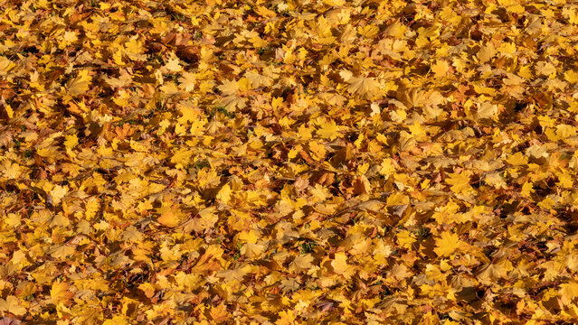 Autumn leaves carpet of yellow maple foliage covering grass in a sunlit fall scene