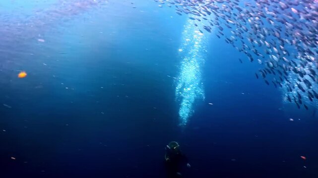 Large school of fish swirls beside coral reef in blue water at Moalboal, Philippines, editorial