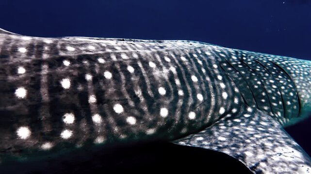 Spotted whale shark swimming underwater, showing unique patterns and tail scars