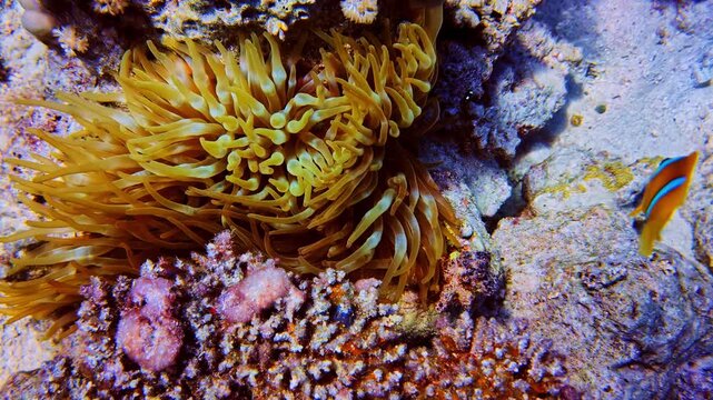Beautiful orange clownfish swimming among the tentacles of its host anemone in the Red Sea