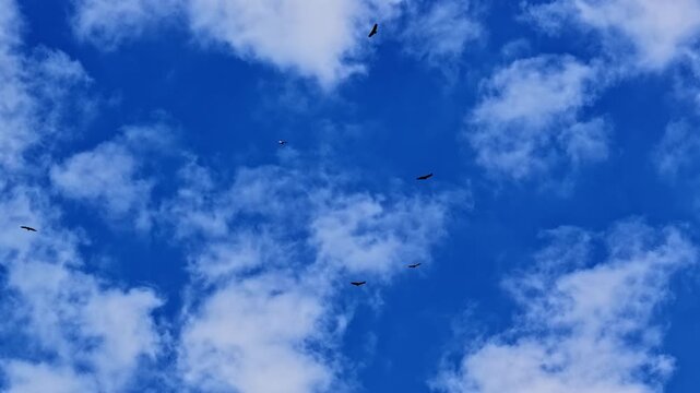 Numerous wild griffon vultures soaring and gliding in the updrafts of the Pyrenees mountains