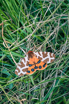 Garden tiger moth, arctia caja, resting on green and dry grass, showing its patterned wings