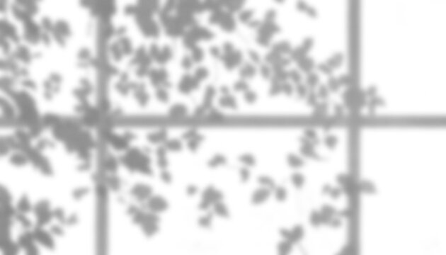 vines shadow overlay window leaves creeper sunlight frame pane plant organic aesthetic mockup effect isolated transparent scene background