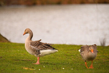 Two greylag geese stand on green grass beside water in Richmond Park, London. © _drihan_