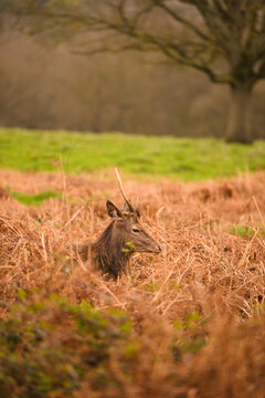 Young deer with antler rests among dry bracken and grass in Richmond Park, London.