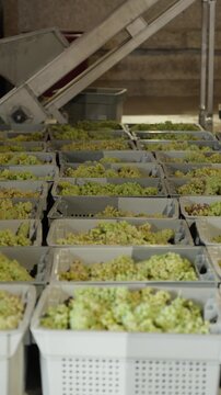 Stacked crates of harvested white grapes waiting beside a conveyor inside a winery - vertical
