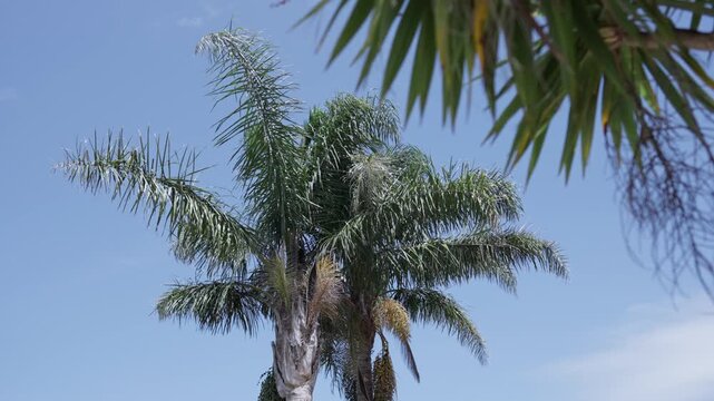 Palm crown with green fronds and hanging seed clusters against a blue sky