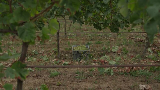 Crate of picked white grapes sitting on vineyard ground framed by trellis wires and vines