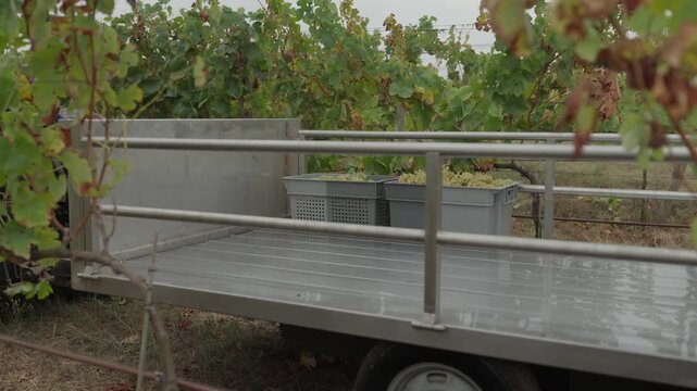 Metal farm trailer carrying a crate of picked white grapes beside vineyard rows