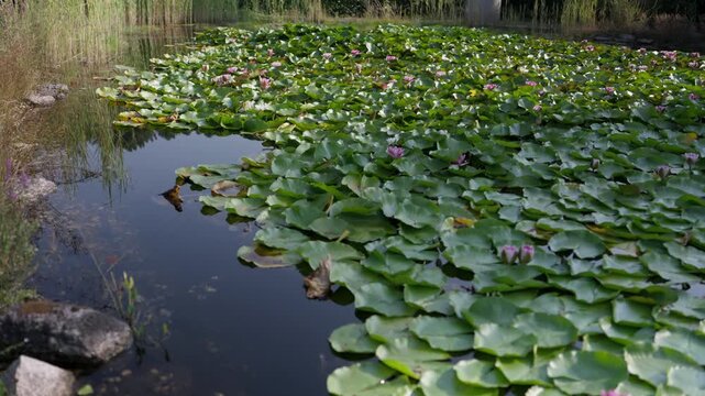 Pink water lilies blooming among lily pads on a still pond edged by reeds and stones