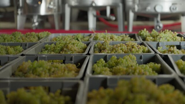 Rows of grape crates covering the cellar floor with stainless steel wine tanks behind