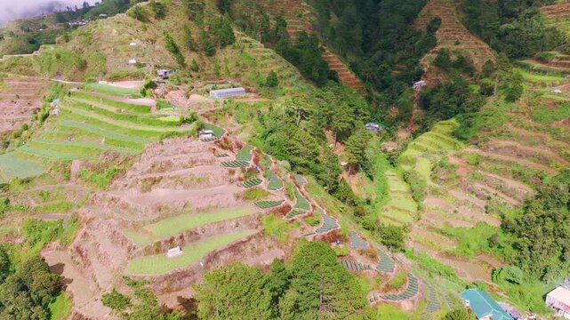 Drone turns left, moves closer then flies forward above green vegetable terraces