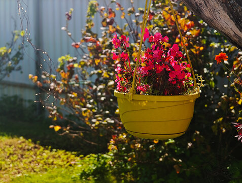 Flower in the basket garden landscape