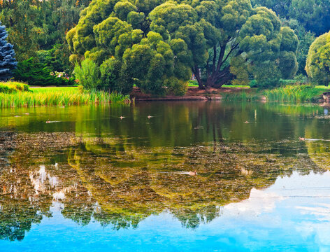 Dramatic tree reflection in park lake landscape backdrop