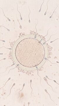 An egg cell is surrounded by sperm cells under a microscope, conception process, fertility treatment, reproductive science.