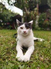 cat on the grass © Jiratchaya