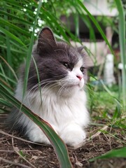 cat on grass © Jiratchaya