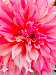 Fototapeta premium An extreme macro close up showcasing the intricate, layered pink petals and dense textures of a magnificent dinnerplate dahlia flower blooming during the summer season.