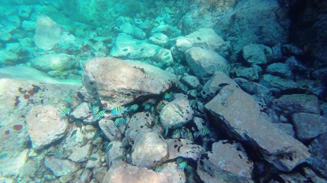 Snorkeler point of view of a school of striped sergeant major fish swimming among volcanic rocks off Young Island, Saint Vincent